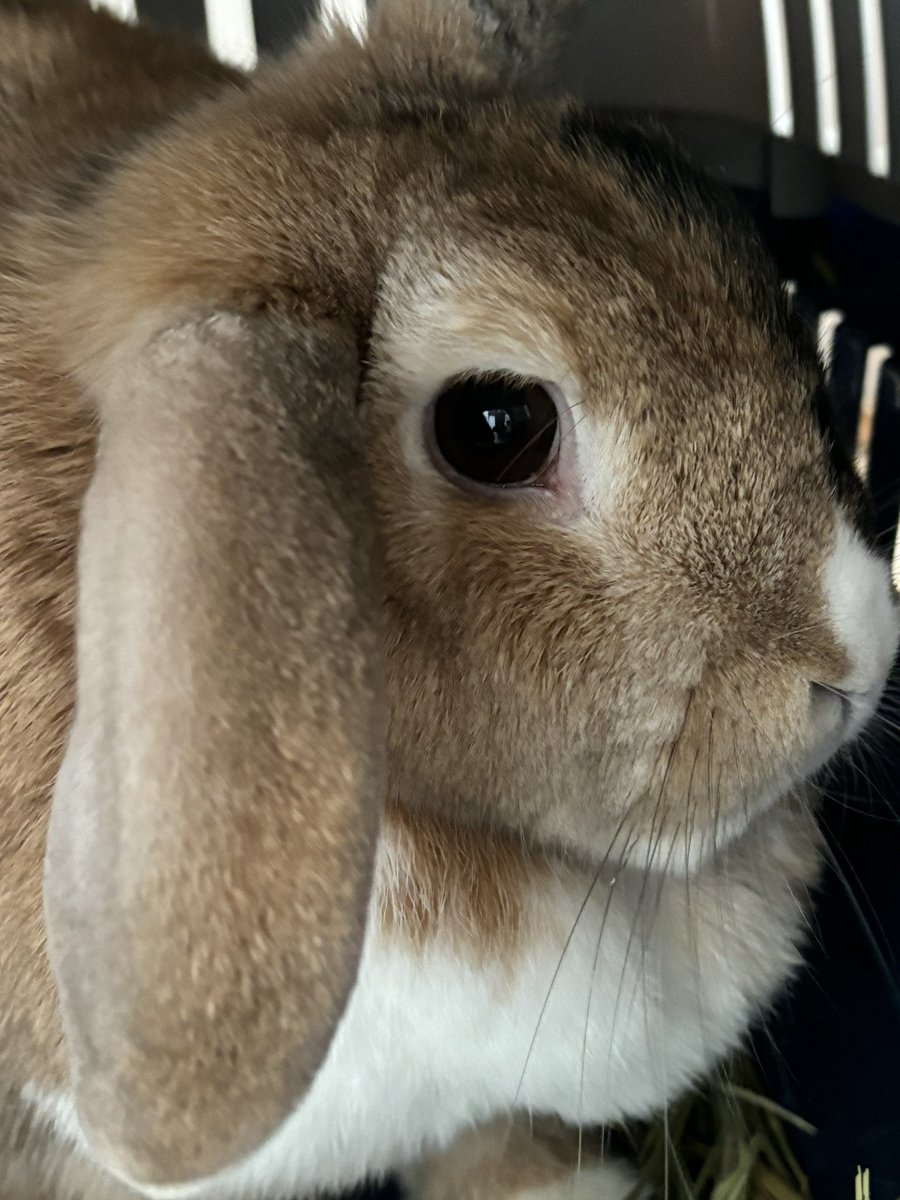 carrotcottagerr's tweet photo. These guys have just arrived at the rescue. One has what appears to be an untreated dental abscess that  has erupted into the eye. We need your help, a follow, a comment, a repost or a donation if you can really helps us save bunnies like this. ❤️

https://t.co/SmfKotmLSD

https://t.co/JW6DfkxwBk