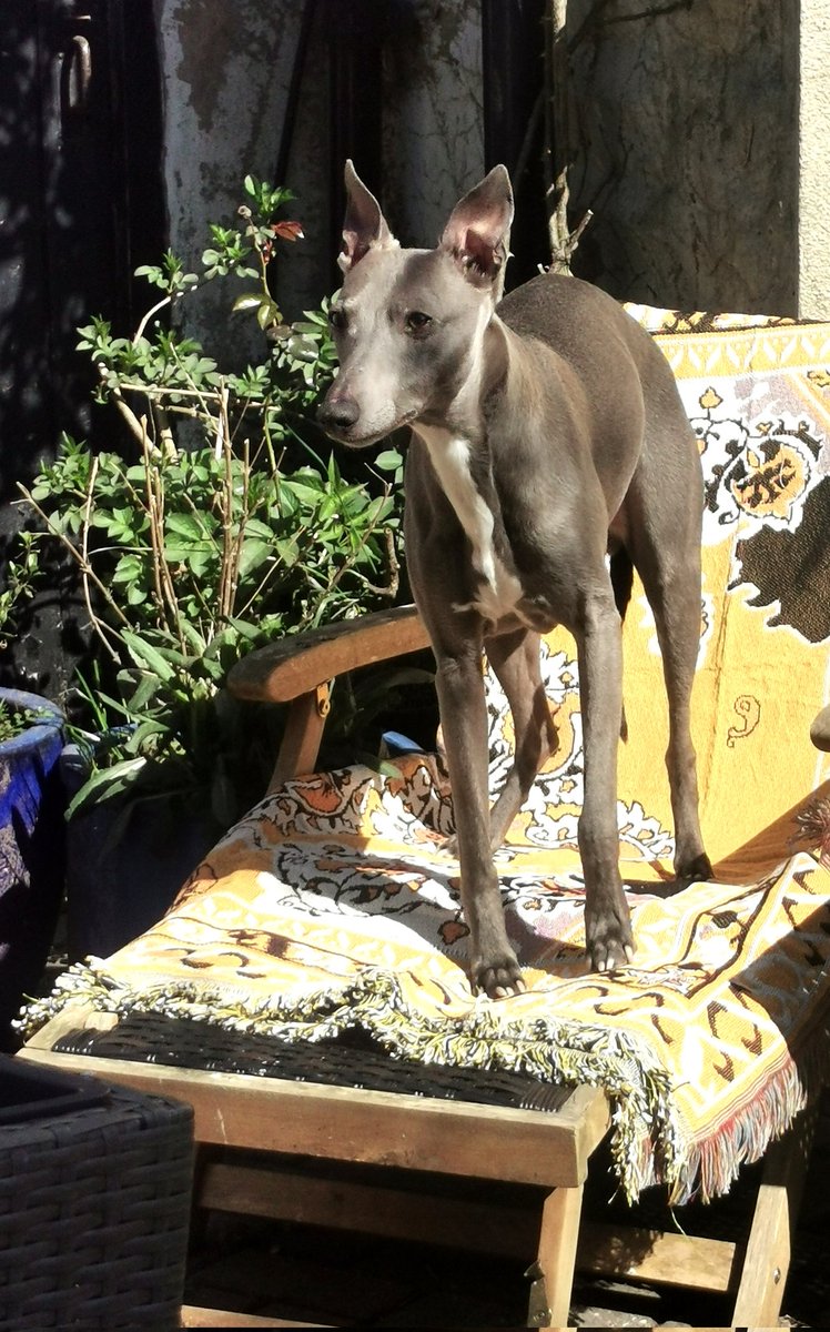 PenPendragon's tweet photo. The world needs more whippets #booradley #tuesdayvibe https://t.co/FintT5HXvd