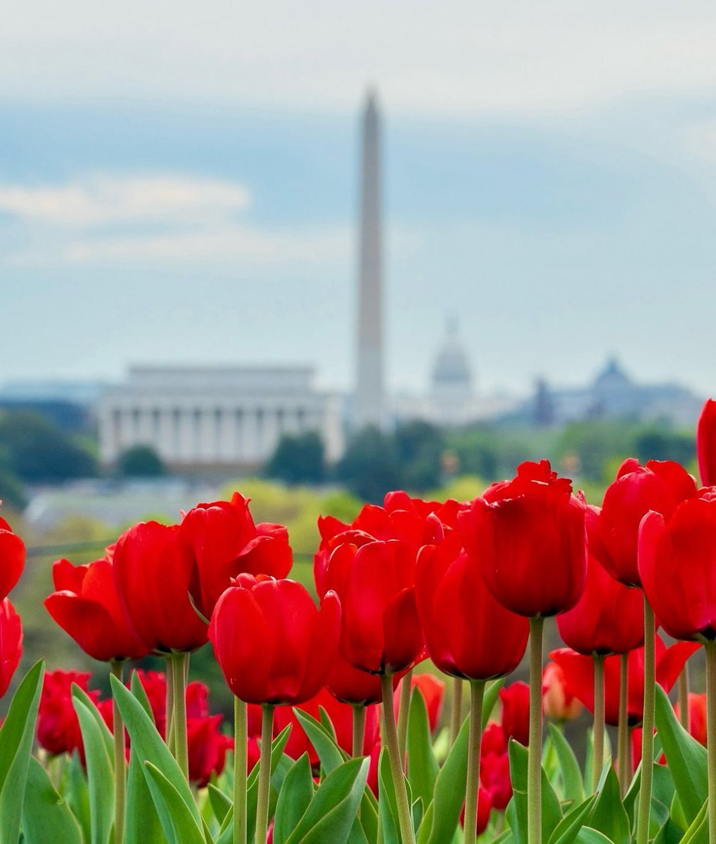 washingtonian's tweet photo. You know what April showers bring 🌷

Here’s where to find beautiful fields of flowers around DC this spring: https://t.co/zXyN6s9XHT

📸: caroljeanphotography on IG
#WashMagPhoto https://t.co/yUFjlaRDGw