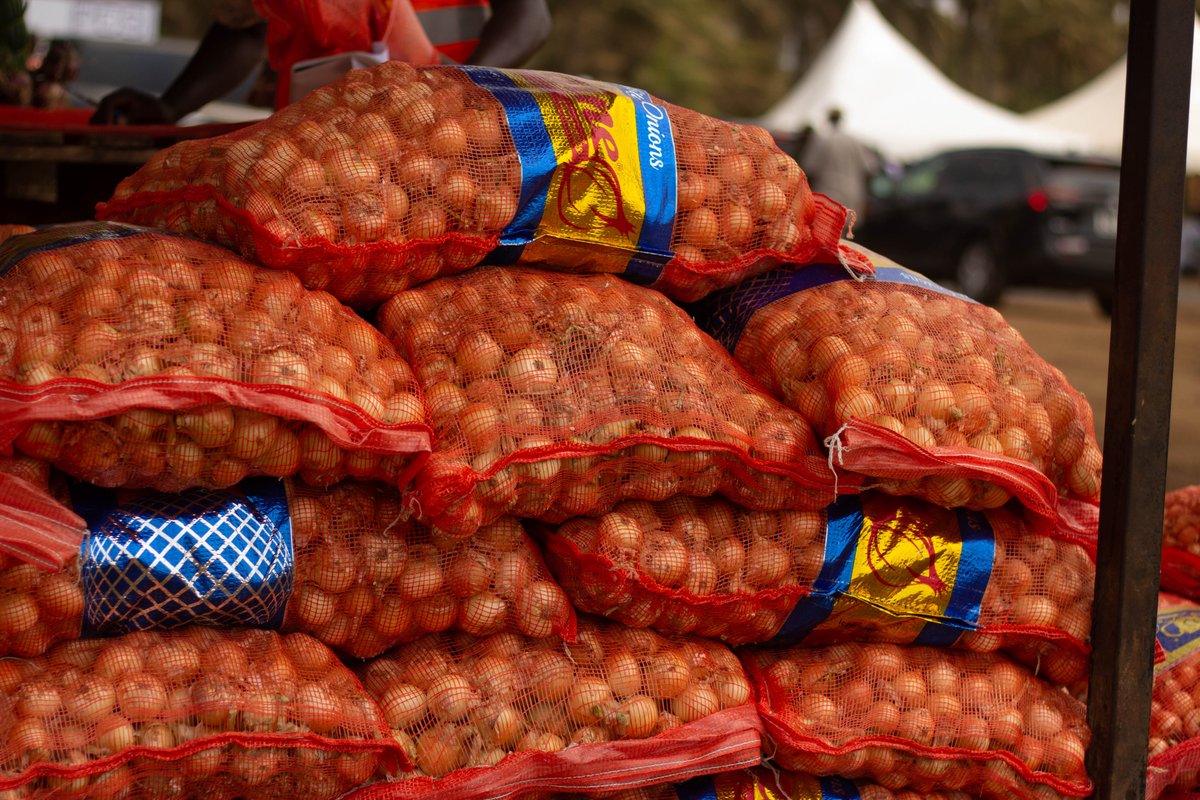 🇸🇱 #SierraLeone imports most of its onions—but that will soon change. <a href="/IFC_org/">IFC</a>'s $12M investment in Pee Cee Holding Ltd. will boost local production to 40,000+ tons annually, creating jobs and strengthening food security.
➡️wrld.bg/vBa250VvFMW