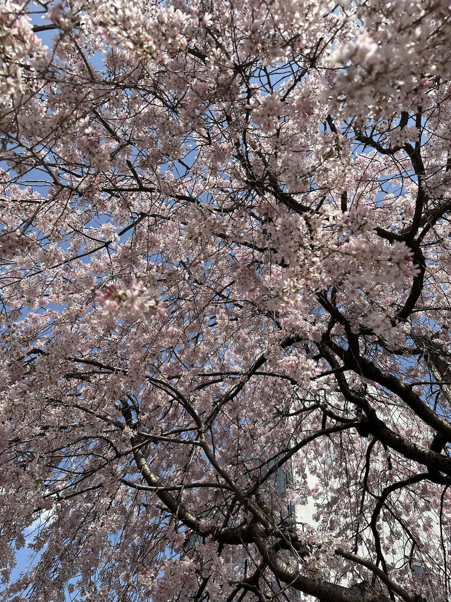jlB3W9qECfqYM0l's tweet photo. 週末の石神井公園、桜🌸綺麗でした😌甥っ子や姪っ子と楽しい時間を過ごせました。全員、親世代は他界して残った私達もすっかり歳をとってました💦父には楽しい交流が出来る姪っ子、甥っ子の関係を作ってくれて感謝です🙏 https://t.co/wxNRAgH9u4