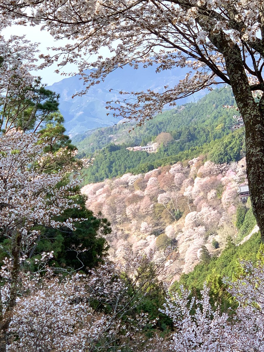 「吉野山に行ってきました山一面どこを見渡しても桜〜すごい綺麗でした!まだ開花してな」|さがのひを 俺可愛続編連載中のイラスト