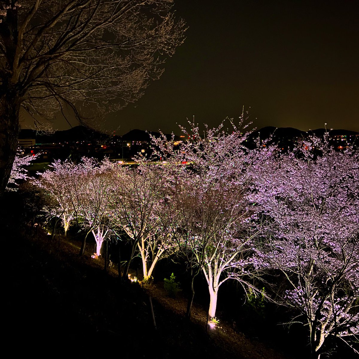 夜桜ほんま綺麗🌸