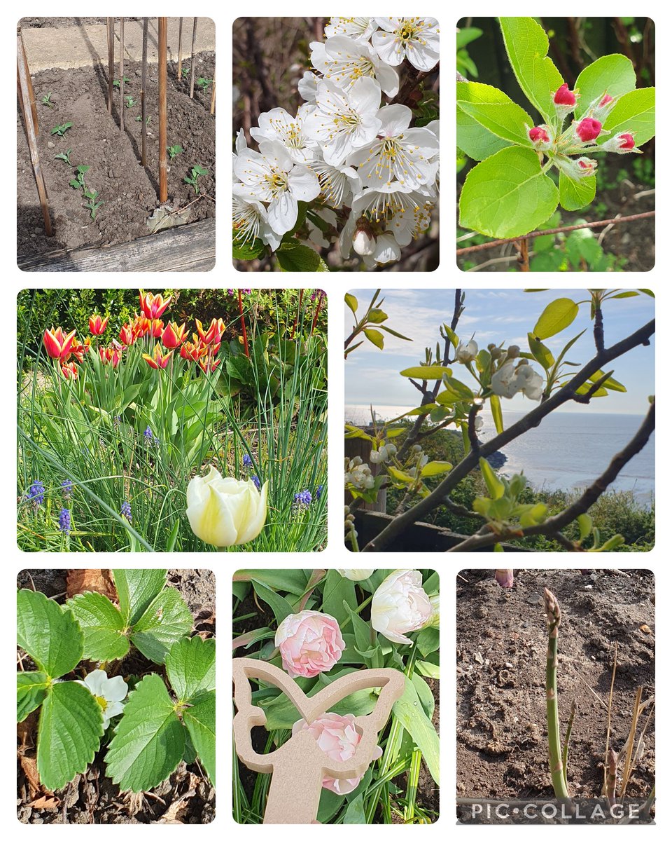 A morning at the allotment 🌱 Lots of planting, weeding, watering and composting ♻️  So much learning happening 👏🏻 #HealthyHabits #outdoors #growyourown #wellbeing <a href="/CV_UHB/">Cardiff and Vale University Health Board</a> <a href="/EarlyWales/">Early Years Wales</a> <a href="/mmewcav/">Move More Eat Well | Symud Mwy Bwyta'n Iach</a> @PACEYCymru <a href="/PublicHealthW/">Public Health Wales</a> <a href="/SchoolHealthVoG/">Healthy Schools Vale</a>