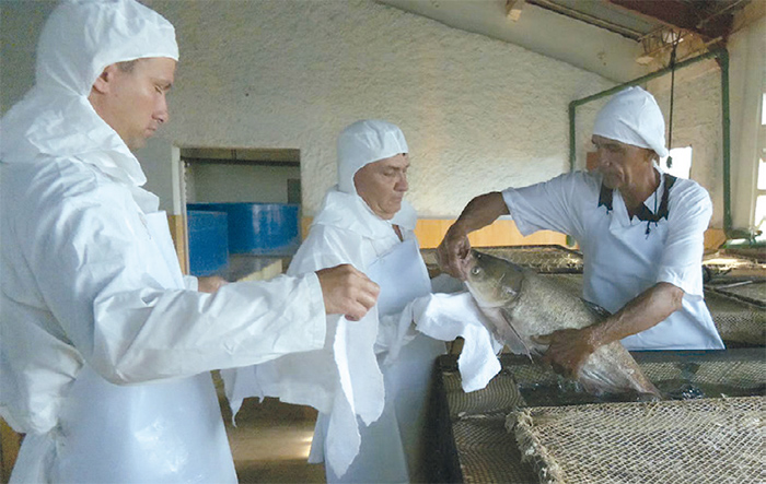 Mayda Campos (@maydacampos2) on Twitter photo Acuicultura: Ellos multiplican peces.
La estación de alevinaje La Sierpe en el sur de S S rompió el récord de producción de alevines al término del año 2024. Un ejemplo de cómo aprovechar las potencialidades de la instalación para proporcionar alternativas. <a href="/AlbertoLopezcu/">Alberto López Díaz</a> Acuicultura: Ellos multiplican peces.
La estación de alevinaje La Sierpe en el sur de S S rompió el récord de producción de alevines al término del año 2024. Un ejemplo de cómo aprovechar las potencialidades de la instalación para proporcionar alternativas. <a href="/AlbertoLopezcu/">Alberto López Díaz</a>