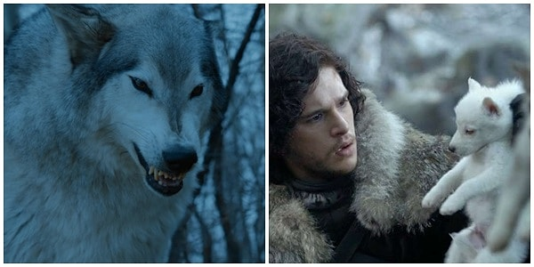 webtekno's tweet photo. Bilim insanları, Game of Thrones’ta yer alan ve nesli 12 bin yıl önce tükenen Ulu Kurt'u genetik olarak hayata döndürmeyi başardı.

​📌 Colossal Biosciences'ın bilim insanları, antik DNA incelemeleri ve genetik mühendislik kullanarak nesli tükenen ulu kurdu (yünlü mamut) 12.500 yıl sonra hayata döndürdü.
📌 Bilim insanları, Ohio'daki 13.000 yıllık bir kurt dişi ve Idaho'daki 72.000 yıllık bir kafatası parçasını inceledi. CRISPR teknolojisiyle genetik olarak düzenledikleri canlı gri kurttan elde ettikleri kan hücrelerini, evcil köpek yumurta hücrelerine aktardılar ve taşıyıcı annelere transfer ederek 62 gün sonra yavrular elde ettiler.