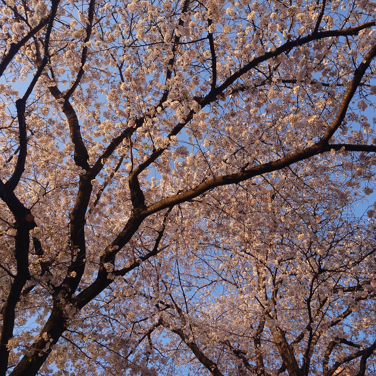 「近所の桜が散り始めてた 」|しゅんすけ。のイラスト