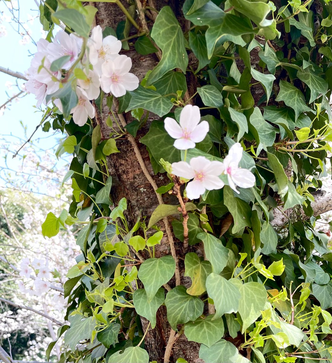 1eavethebus's tweet photo. 今年の桜でした https://t.co/qELJK425Uh