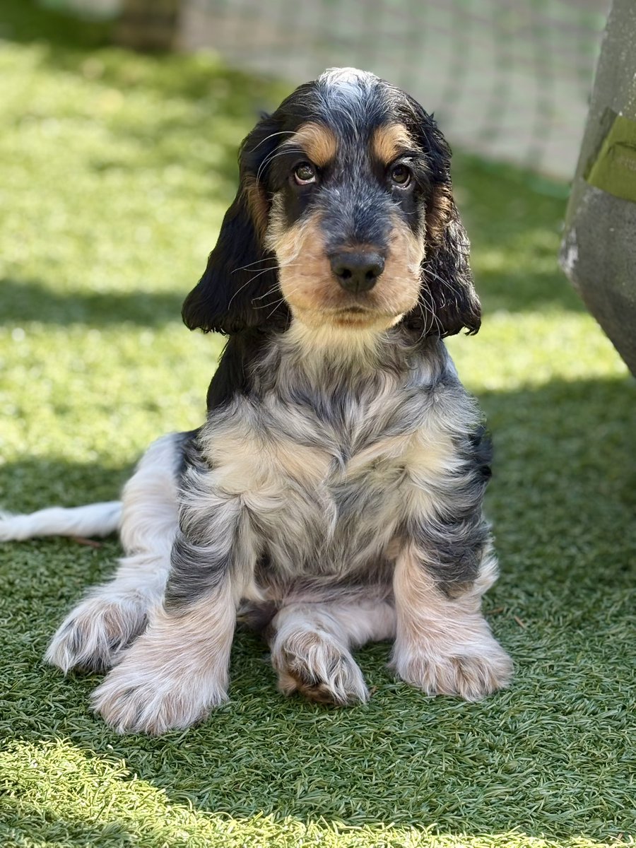 vicloftus's tweet photo. He’s growing up into such a handsome boy 🥰 #Nelson #cockerspaniel #puppy https://t.co/psglHRkYf2