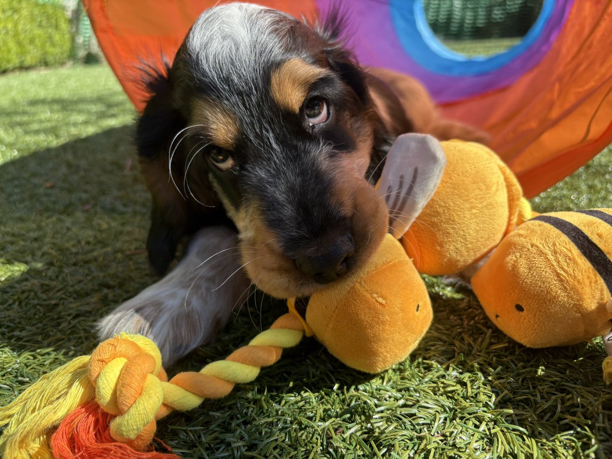 vicloftus's tweet photo. He’s growing up into such a handsome boy 🥰 #Nelson #cockerspaniel #puppy https://t.co/psglHRkYf2