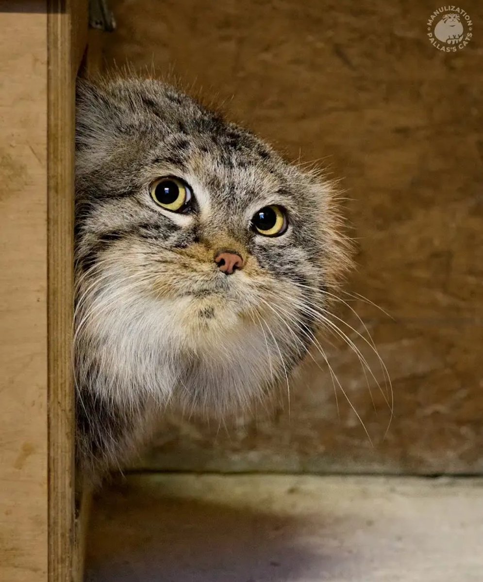 DailyMantle3's tweet photo. Happy birthday to the one and only, Magellan!
He was born in Poznan Zoo 🇵🇱 and has lived there his entire life, congratulations to our great escaper! https://t.co/uxhOjr9k6o