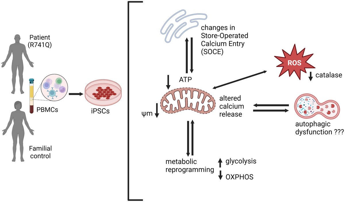 NCBS_Bangalore's tweet image. #LatestStudy in @JNeurochem  from Prof @GaitiHasan's lab demonstrates mitochondrial dysfunction &amp;amp; Ca2+ dyshomeostasis in iPSCs derived from young-onset #Parkinson's disease patients.
Read here: bit.ly/421EjG7
Congratulations to the team! @RGopurappilly @tired_tiana