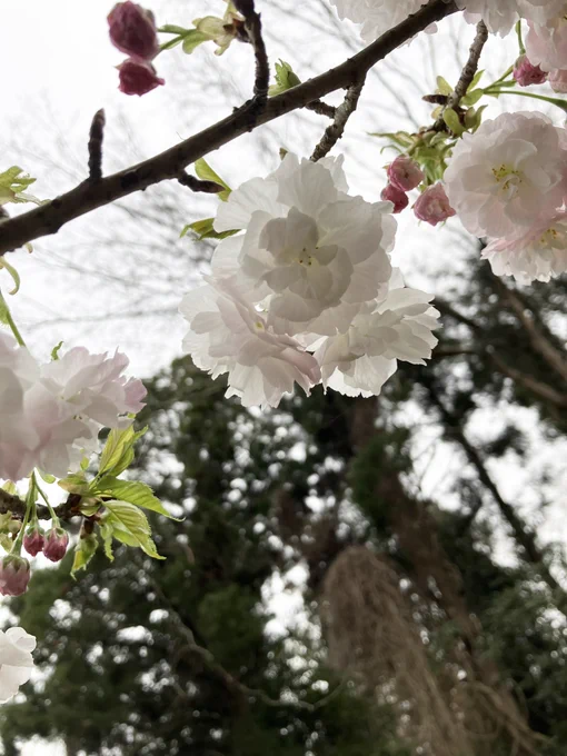 ヤエーの桜 