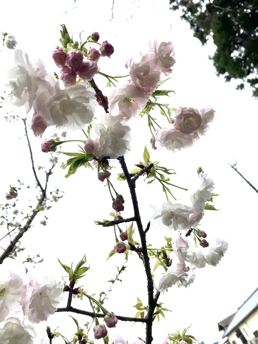 ヤエーの桜 
