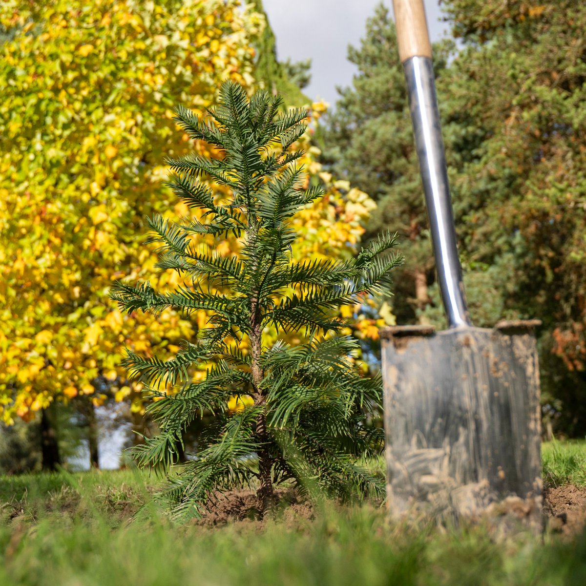 Did you catch us on #GreatBritishRailwayJourneys on <a href="/BBCTwo/">BBC Two</a> last night?

Michael Portillo paid a visit to Bedgebury, went behind the scenes, met our brilliant team and planted a young Wollemi pine, one of the world’s rarest trees🌱

Watch on BBC iPlayer 👉rb.gy/ejaoal