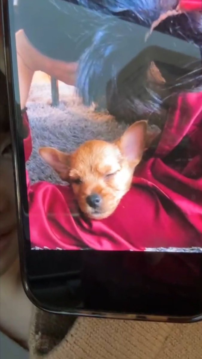 Momo showing Boo's baby photos, HE WAS SO TINY 🥺