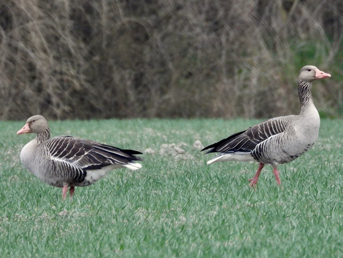 es ist mir leider unmöglich, mir dieses grauganspaar auf einem feld bei essling nicht als altes mürrisches ehepaar vorzustellen