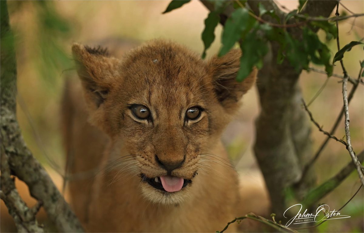 OrtonMediaPhoto's tweet photo. This is the true, beautiful Africa, not one plagued by corrupt politicians who steal from the poor!
📸 Johan Orton / Gallo Images
#sabisandsprivategamereserve #luiperd #wildlifephotography #nationalgeographic #africanphotographic #canonphotography #sabisands #Corruption https://t.co/HaZbnkvmVp