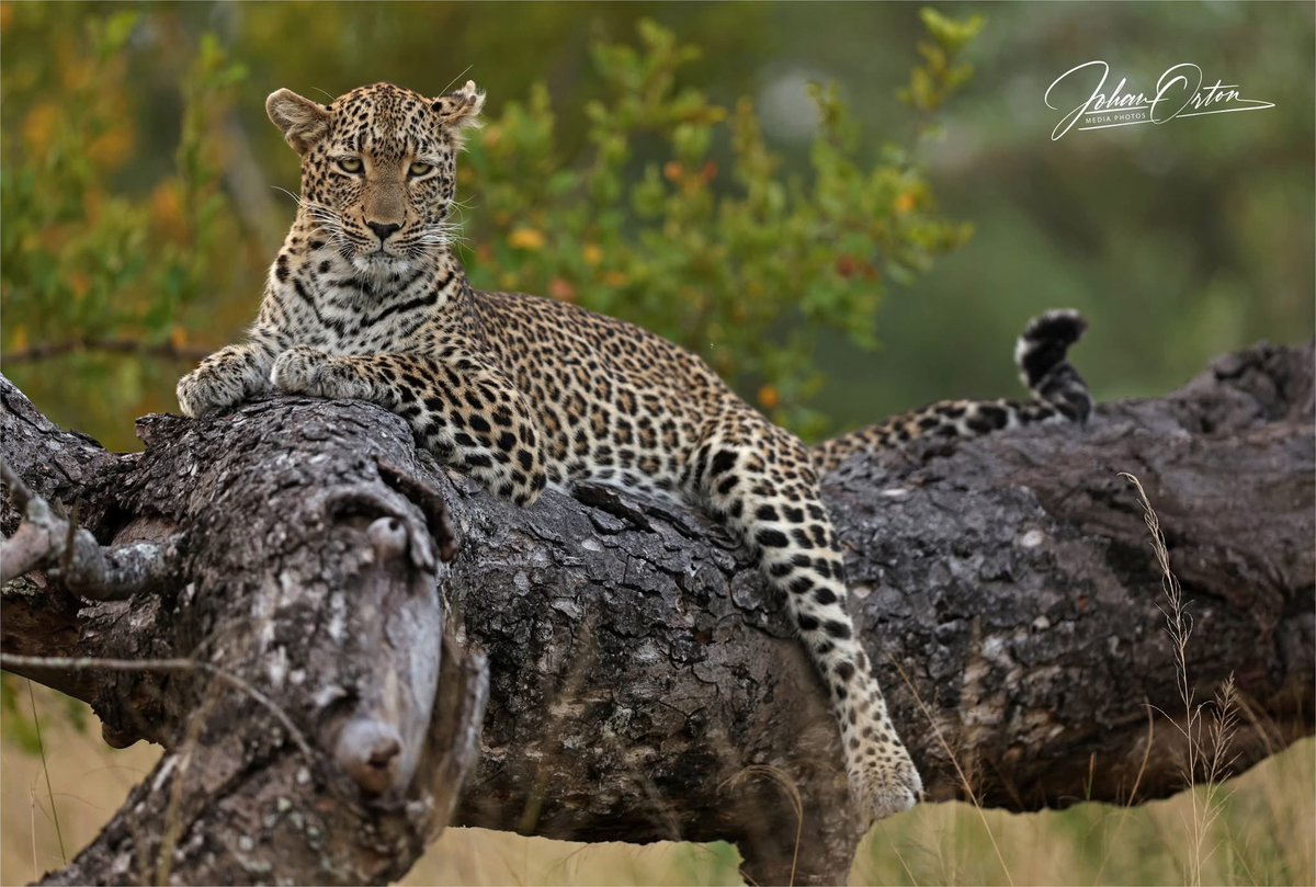 OrtonMediaPhoto's tweet photo. This is the true, beautiful Africa, not one plagued by corrupt politicians who steal from the poor!
📸 Johan Orton / Gallo Images
#sabisandsprivategamereserve #luiperd #wildlifephotography #nationalgeographic #africanphotographic #canonphotography #sabisands #Corruption https://t.co/HaZbnkvmVp
