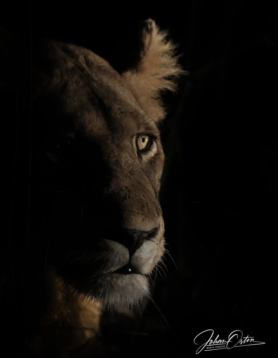 OrtonMediaPhoto's tweet photo. This is the true, beautiful Africa, not one plagued by corrupt politicians who steal from the poor!
📸 Johan Orton / Gallo Images
#sabisandsprivategamereserve #luiperd #wildlifephotography #nationalgeographic #africanphotographic #canonphotography #sabisands #Corruption https://t.co/HaZbnkvmVp