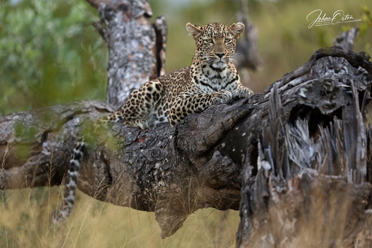 OrtonMediaPhoto's tweet photo. This is the true, beautiful Africa, not one plagued by corrupt politicians who steal from the poor!
📸 Johan Orton / Gallo Images
#sabisandsprivategamereserve #luiperd #wildlifephotography #nationalgeographic #africanphotographic #canonphotography #sabisands #Corruption https://t.co/HaZbnkvmVp