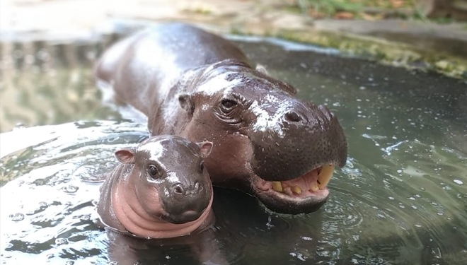 mitra_rion15461's tweet photo. 🦛 It’s Pygmy Hippo Day! These shy, forest-dwelling cuties from West Africa are endangered — with fewer than 2,500 left! Let’s protect them before it’s too late! 💚🌿
#PygmyHippoDay #SaveThePygmyHippo #TinyButTough https://t.co/Z4dyNzzNKI