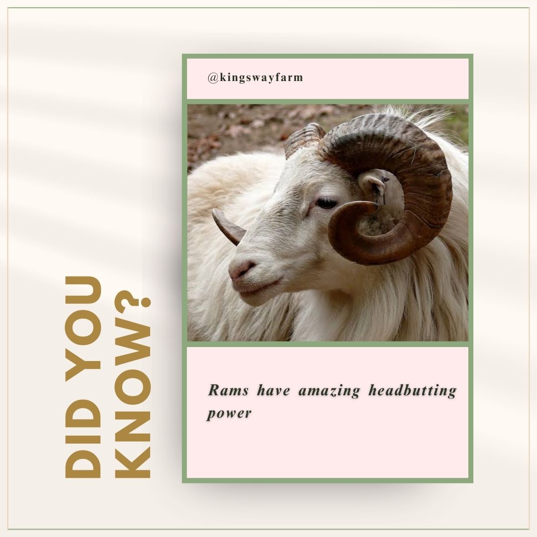 SUNDAY-MICHAEL🐷🐰🦮🐕🦺🐖🐐🦬🐂 (@landlordnxt77) on Twitter photo #KingswayfarmFact
DO YOU KNOW?💡💡💡💡
RAMS HAVE AMAZING HEADBUTTING POWER :- Rams can headbutt each other at speeds up to 35 km/h (22 mph) with 800 pounds of force, and thanks to special skull structures, they rarely get concussions.
#Kingswayfarm #KingswayfarmFact
DO YOU KNOW?💡💡💡💡
RAMS HAVE AMAZING HEADBUTTING POWER :- Rams can headbutt each other at speeds up to 35 km/h (22 mph) with 800 pounds of force, and thanks to special skull structures, they rarely get concussions.
#Kingswayfarm