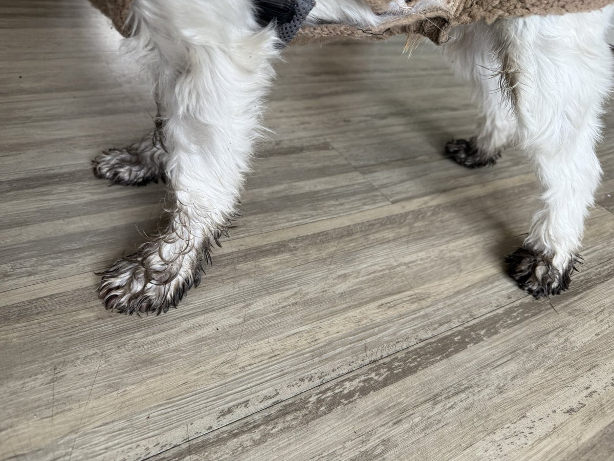 Wer hat hier „Dreckige Füße“ gesagt?

🐩😡🪮

#TwitterRudel #SkippiBarkow #SchnauzerGang #Schnauzer #DogsOfTwitter #Dogs 🐕