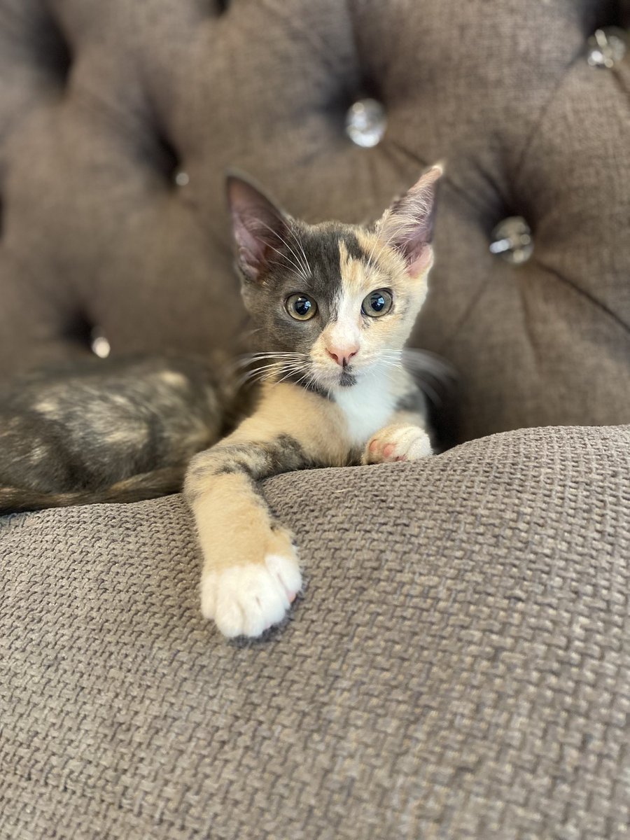 Oh hey. 

I can’t believe it but Tubby Nugget is STILL looking for her forever home in JHB. 😭😭😭

Female. 11wks old.  

Please contact Belinda (Kempton Ferals NPO) via WhatsApp on 0832715956 to request forms. 

Adoption subject to home check + adoption fee.