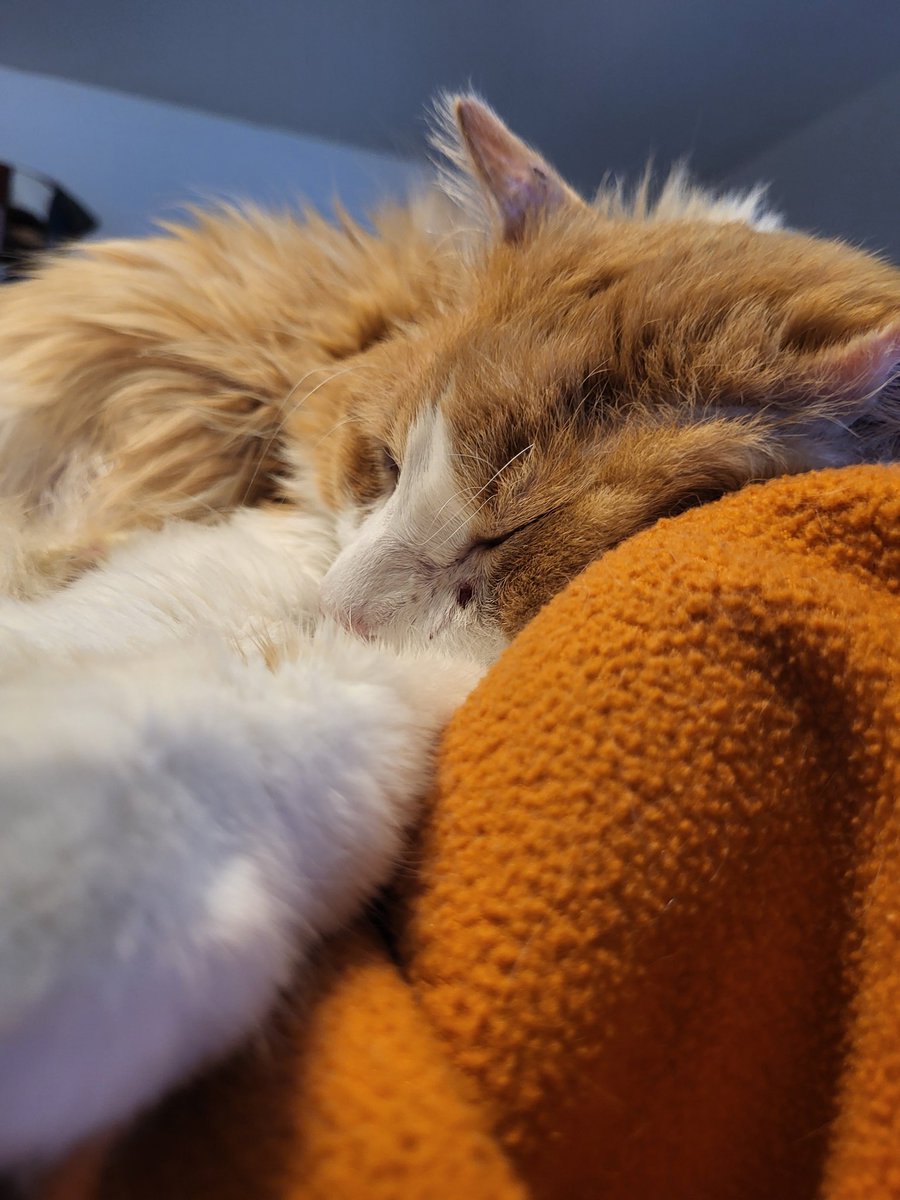 This is Aslan. He looks Turkish.