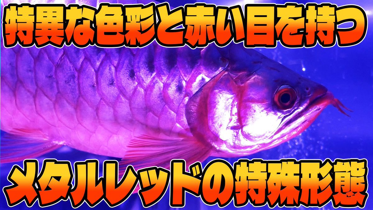 本日の動画は目のレンズまで赤い特殊なメタルレッドをじっくり観察👀目だけじゃない体色も色々が通常の紅龍とは違う特殊個体🐉

youtu.be/tvMP47QLzwY?si…