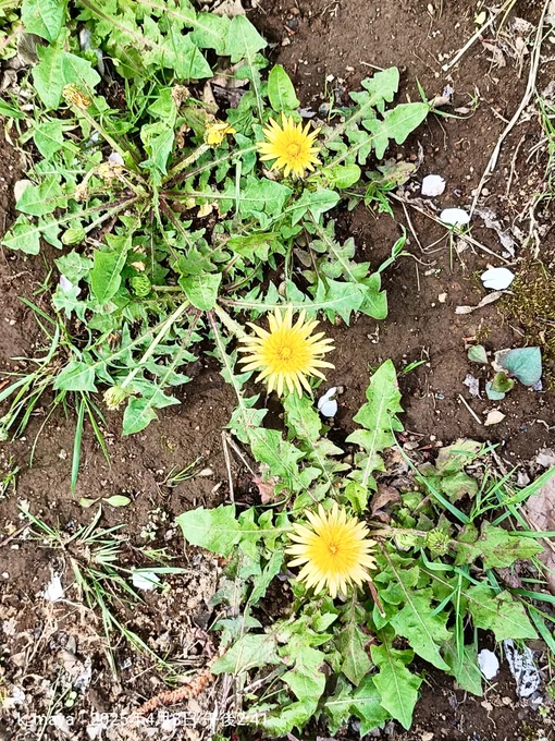紫大根と山吹とタンポポ野川公園にはニホンタンポポが結構あった 