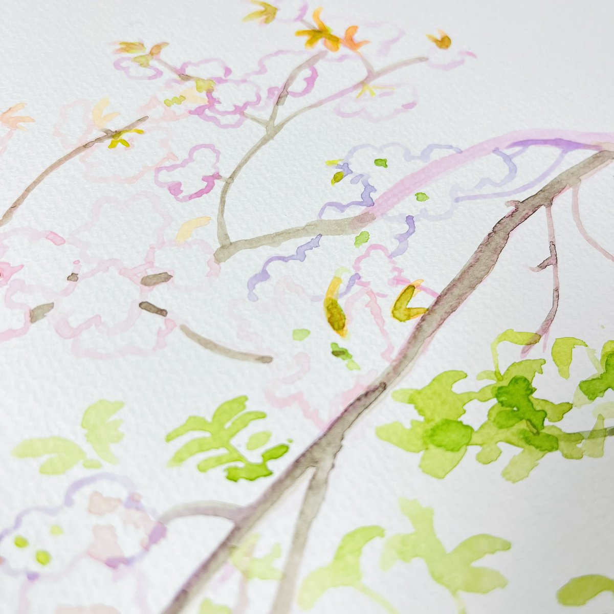 校正待ちの合間にスケッチに行き、再校も出した🌸スケッチやデッサンは画家にとっての乗馬のフラットワークだと思って取り組んでる。(馬の画家だけど、季節柄お花ばかり描いてますので許して🙏)