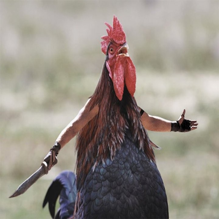 rooster1932's tweet photo. W-w-why’d da roostah cwoss da woad? T-t-to yell COCK-A-DOODLE-DOO at da dumb chickens ovah dere! https://t.co/y2uMIHBPXV