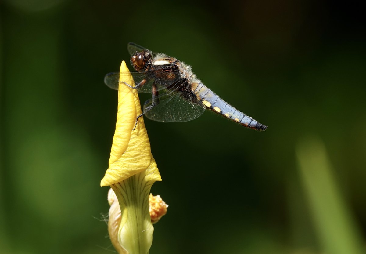 🎉 Two million records 🎉
Our dragonfly recording scheme database has passed the two million mark! 🥳

This amazing achievement is thanks to the hard work of volunteer recorders, and our County Dragonfly Recorders 🐉

📸Broad-bodied Chaser - Wendy Smith