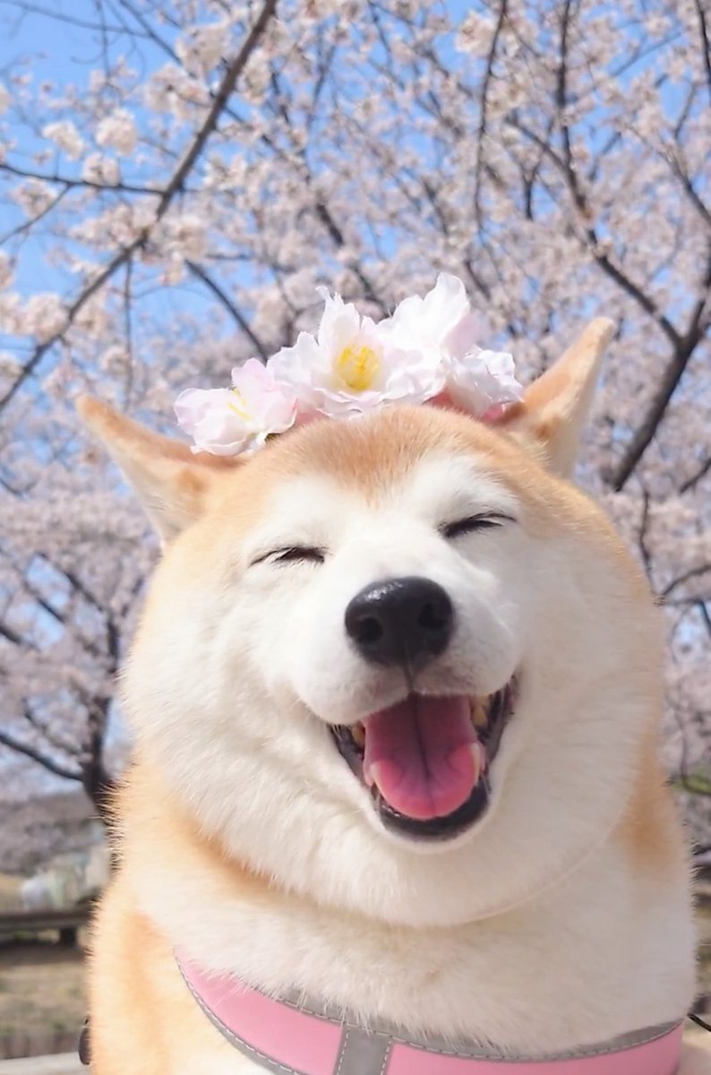 柴犬チャーミー tweet media