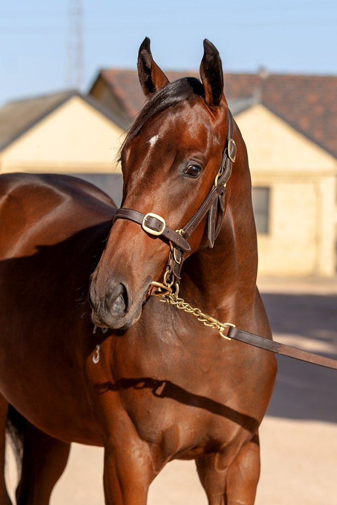 James Tzaferis (@jtzaf) on Twitter photo Love this girl more every time I look at her ❤️
Join <a href="/TzafJess/">Jess Tzaferis</a>, <a href="/TheSharkTweet/">Mick Sharkie</a> and a fun crew to race this filly by <a href="/DarleyAus/">Darley in Australia</a> exciting young sire Pinatubo.
She’s about to begin her foundation training. Limited shares remain. DM for more info. Love this girl more every time I look at her ❤️
Join <a href="/TzafJess/">Jess Tzaferis</a>, <a href="/TheSharkTweet/">Mick Sharkie</a> and a fun crew to race this filly by <a href="/DarleyAus/">Darley in Australia</a> exciting young sire Pinatubo.
She’s about to begin her foundation training. Limited shares remain. DM for more info.
