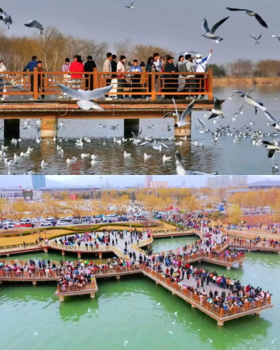DiscoverNingxia's tweet photo. 📸🦜Recently, the topic of Chinese renowned actor Li Xian "DA NIAO" (Birding with a long lens) in a park trended on social media, as young people are seeking their own "mental recharge" methods.#birding #NingxiaOnline #NingxiaAlongYellowRiver #SpringInNingxia #Discoverningxia https://t.co/40pIgGIALO