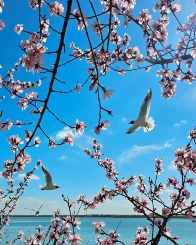 DiscoverNingxia's tweet photo. 📸🦜Recently, the topic of Chinese renowned actor Li Xian "DA NIAO" (Birding with a long lens) in a park trended on social media, as young people are seeking their own "mental recharge" methods.#birding #NingxiaOnline #NingxiaAlongYellowRiver #SpringInNingxia #Discoverningxia https://t.co/40pIgGIALO