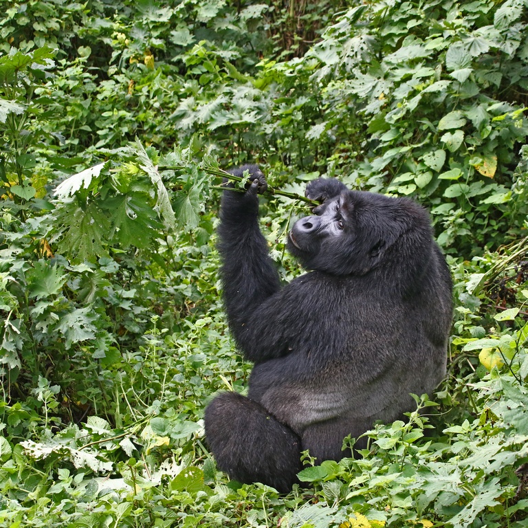 BeyondTravel6's tweet photo. Gorillas in Bwindi impenetrable forest in Uganda, the best place to get up close with mountain Gorillas
#mountaingorillas
#Uganda 
#Rwanda 
#democraticrepublicofcongo https://t.co/HWct0QiemT