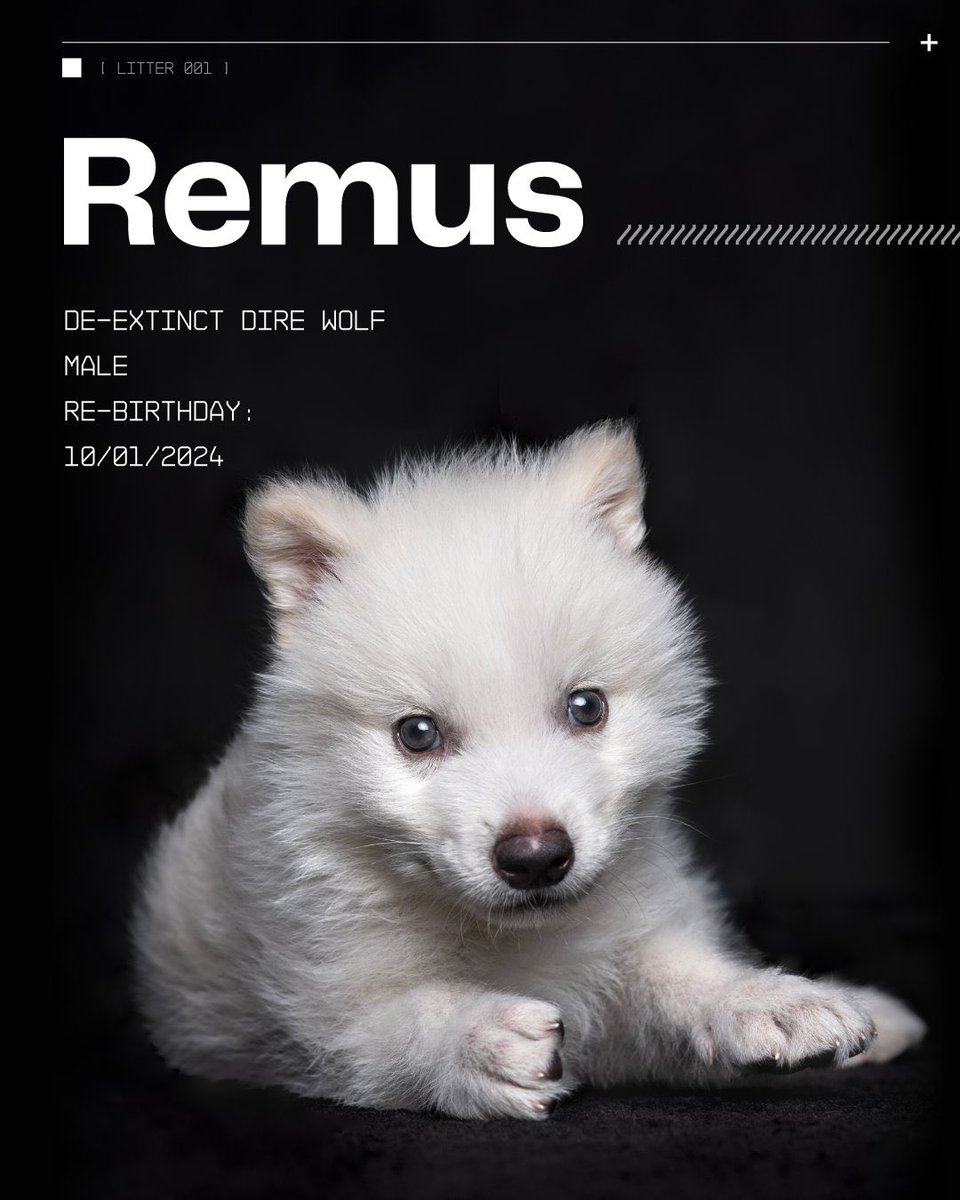 Tirth_Gameti's tweet image. Just imagine the possibilities of bringing dinosaurs back to life! The concept of recreating these magnificent creatures opens up a world of excitement and adventure.

 #DireWolf #WolfPups #BackFromExtinction #AncientDNA #GeneticBreakthrough #10KYears