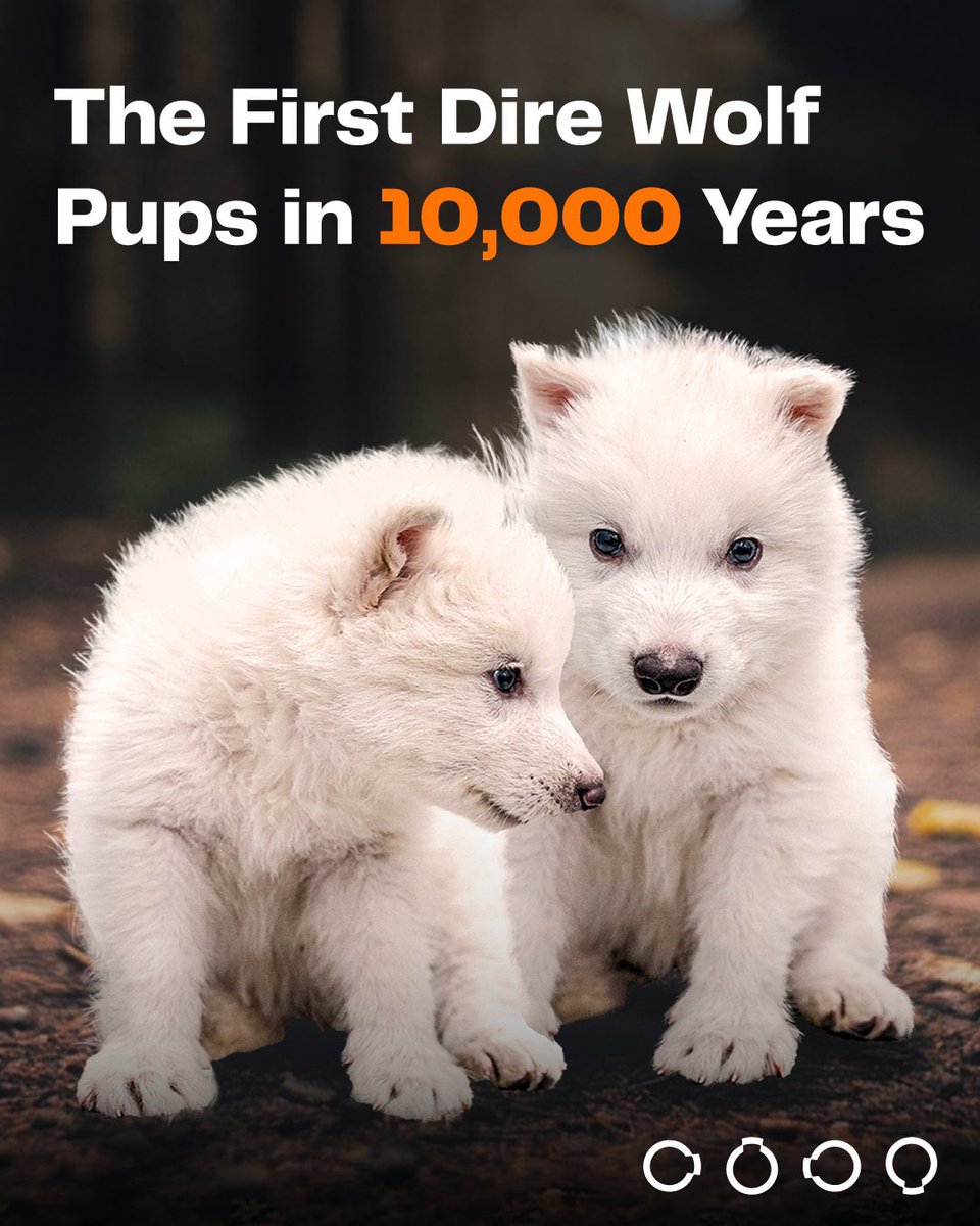 Tirth_Gameti's tweet image. Just imagine the possibilities of bringing dinosaurs back to life! The concept of recreating these magnificent creatures opens up a world of excitement and adventure.

 #DireWolf #WolfPups #BackFromExtinction #AncientDNA #GeneticBreakthrough #10KYears