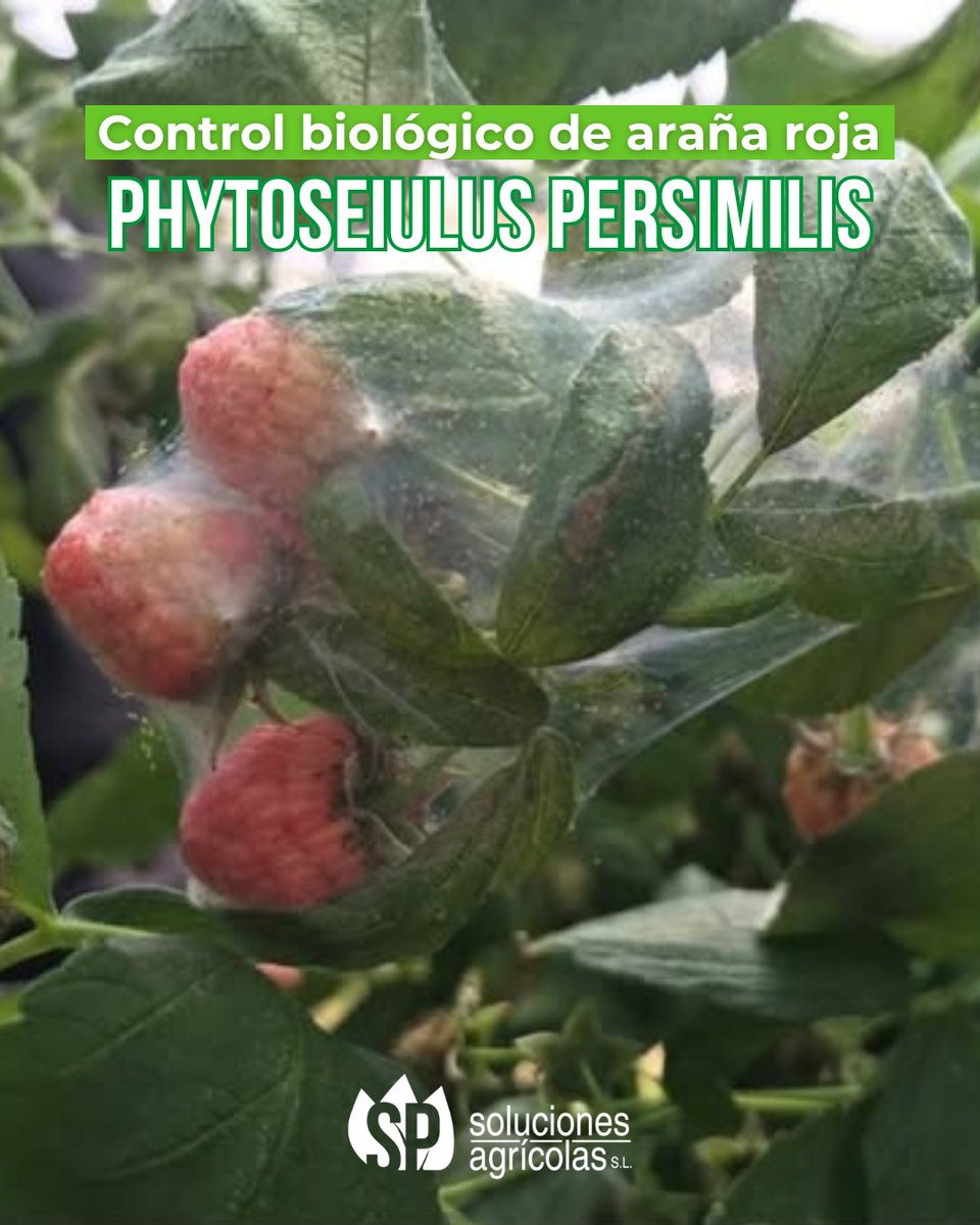 La #frambuesa es un cultivo muy sensible al ataque de #arañaRoja 🕸. Pero ¡tranquilos! En <a href="/SP_Soluciones/">SP Soluciones Agrícolas</a> contamos con un equipo imbatible: 'Phytoseiulus persimilis' ➕ el asesoramiento y seguimiento de nuestros técnicos especializados 💪.

📲 693 75 67 75 | 659 16 82 87