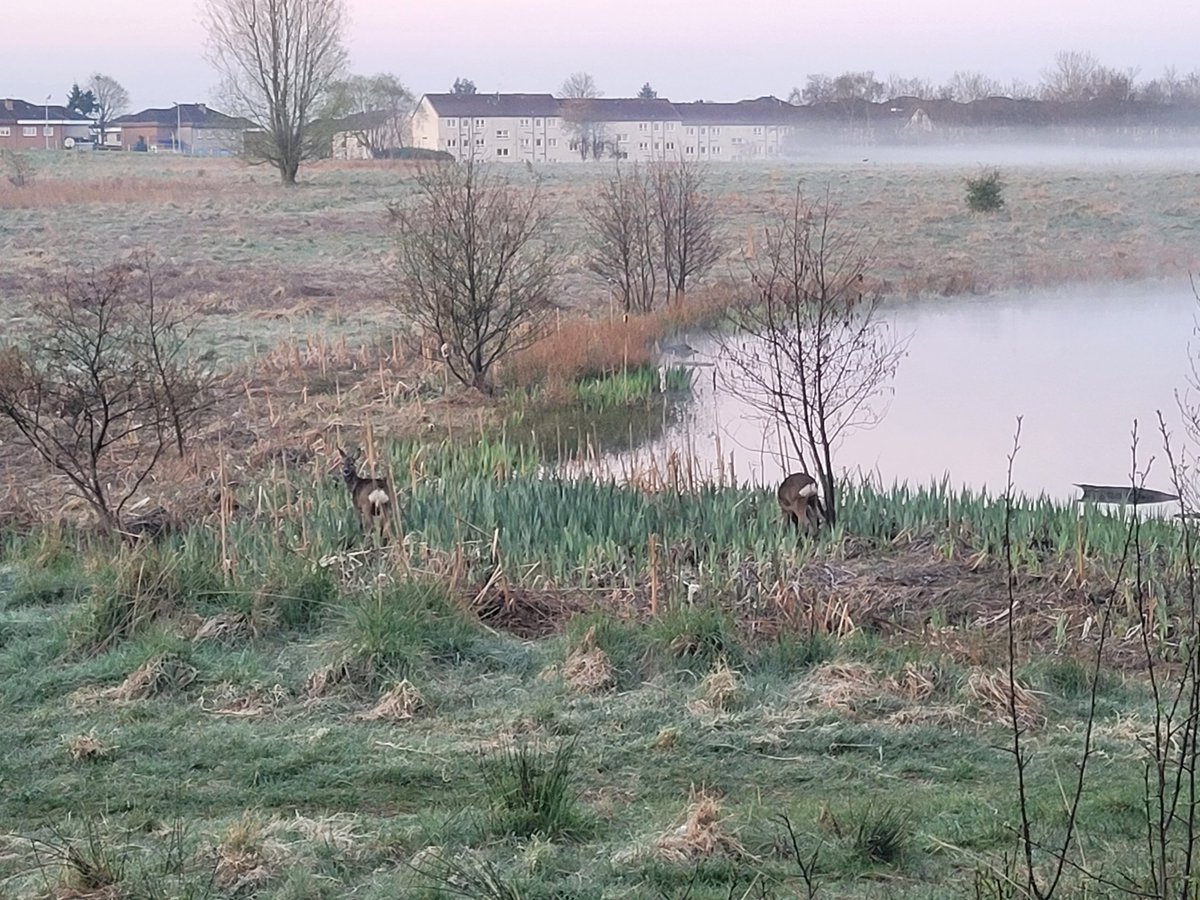 dms17869's tweet photo. Out with wee Gracie this morning, beautiful morning for some exercise, stopped to enjoy the scenery and wildlife.

#exerciseismedicine #glasgow #robroystonpark #deer #frenchie #springtime https://t.co/zHmdR73yKZ