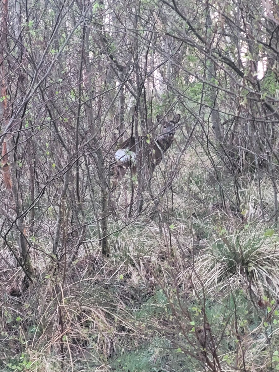 dms17869's tweet photo. Out with wee Gracie this morning, beautiful morning for some exercise, stopped to enjoy the scenery and wildlife.

#exerciseismedicine #glasgow #robroystonpark #deer #frenchie #springtime https://t.co/zHmdR73yKZ