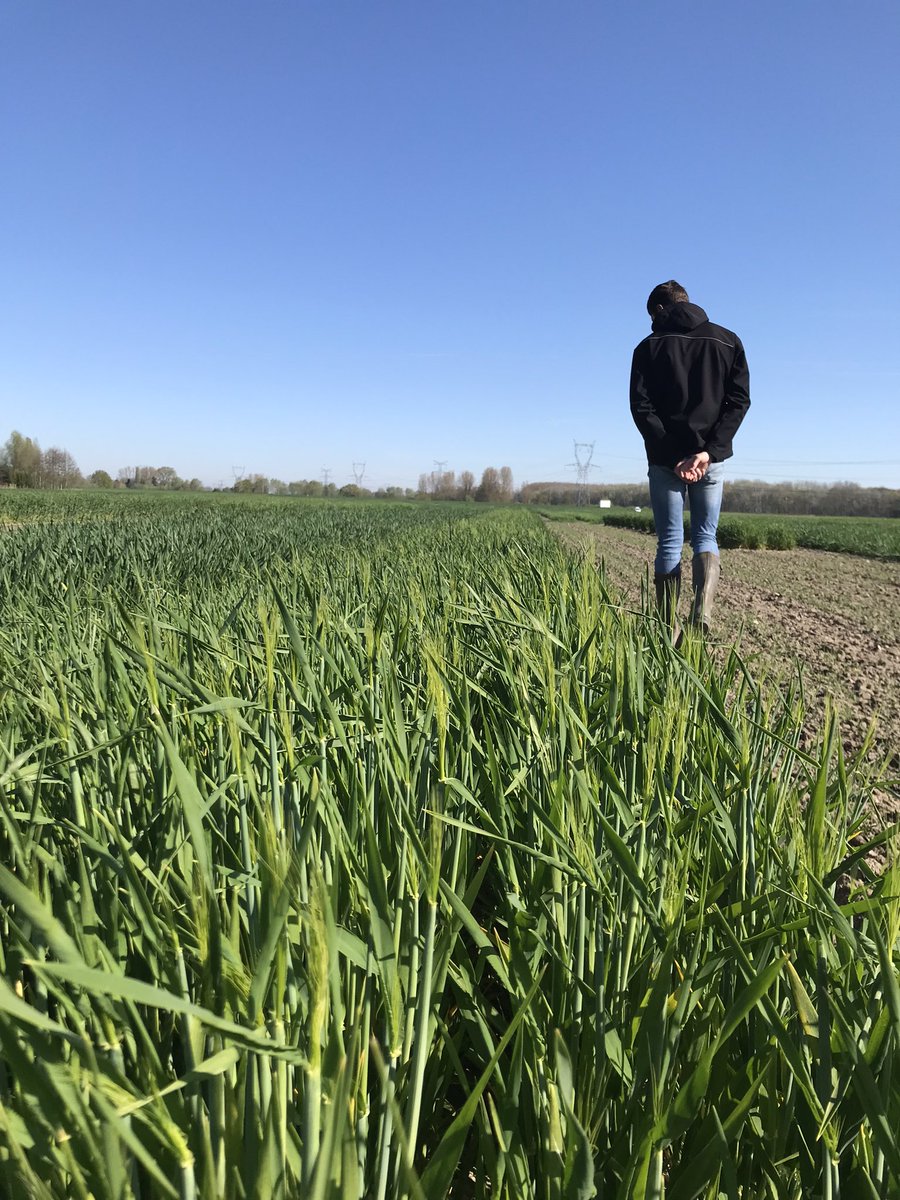 Depart des notations de pureté variétale chez <a href="/GroupeFDesprez/">Florimond Desprez</a> !! 

Le soleil c’est bien, un peu de pluie ce serait mieux ☀️💧

A partir de maintenant, passage hebdomadaire dans nos prédépots d’orges d’hiver 🤩