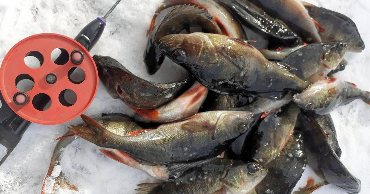 Tulospörssi | Uiminniemi voitti Lemin vesillä käydyt osakaskuntien väliset pilkkikilpailut – Suurimman saaliin pilkki Reijo Saira dlvr.it/TK1qqj