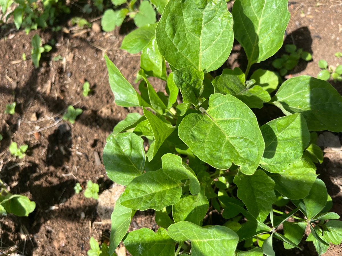 agrodynamicsltd's tweet photo. Thriving in the sun — Eggplant Long Purple in action!
Your healthy crop starts with quality seeds.
Farmers, don’t wait! Get your Eggplant Long Purple seeds from us today for a bountiful and vibrant harvest.
#QualitySeeds #EggplantLongPurple #AgroDynamics #FarmSmart #VegetableFarm https://t.co/6NMqKOYeDs