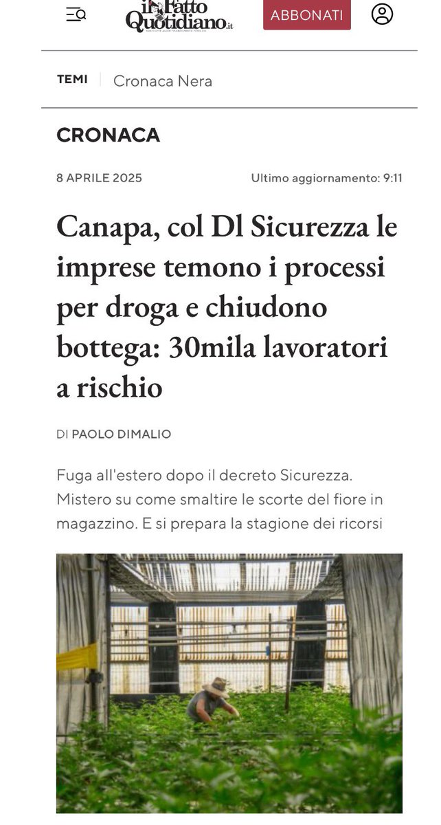 3.000 aziende,30mila lavoratori tra fissi e stagionali;800 negozi;700 trasformatori (aziende che lavorano il fiore di #canapa per prodotti alimentari,edili,cosmetici,tessili);1.600 imprese agricole.Rasa al suolo un’intera filiera.Governo sempre più cialtrone.#dlSicurezza di chi?