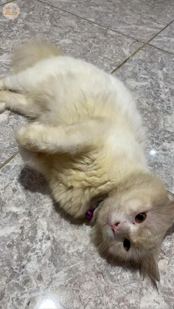 KochengFess v2 tweet media